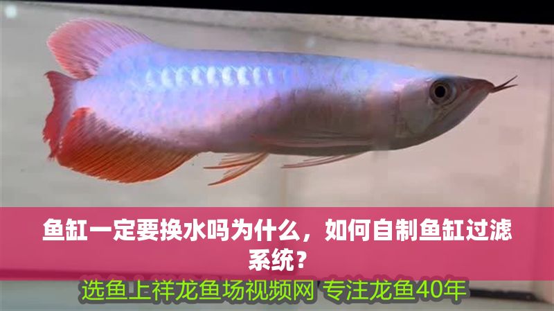 魚缸一定要換水嗎為什么，如何自制魚缸過濾系統？
