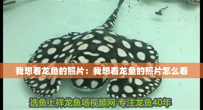 我想看龍魚的照片：我想看龍魚的照片怎么看