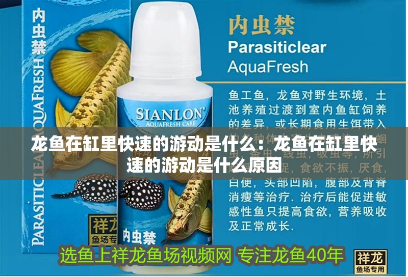 龍魚在缸里快速的游動是什么：龍魚在缸里快速的游動是什么原因