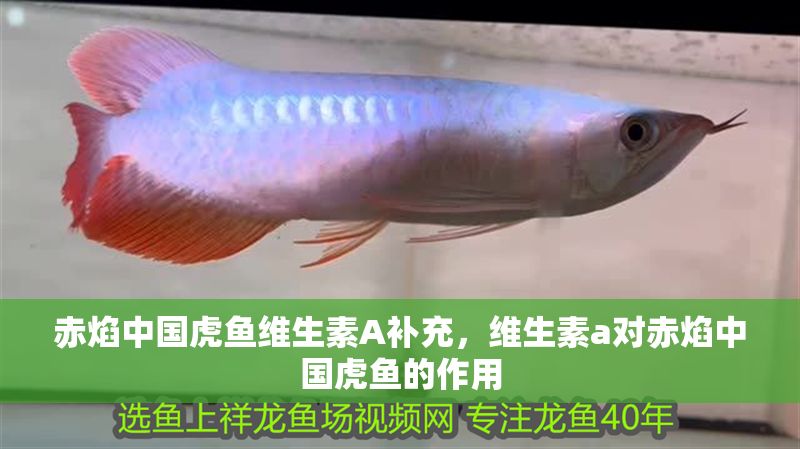 赤焰中國虎魚維生素A補充，維生素a對赤焰中國虎魚的作用