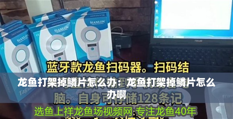 龍魚打架掉鱗片怎么辦:龍魚打架掉鱗片怎么辦啊 水族問答 龍魚打架掉鱗片怎么辦:龍魚打架掉鱗片怎么辦啊 龍魚打架掉鱗片怎么辦:龍魚打架掉鱗片怎么辦啊 水族問答