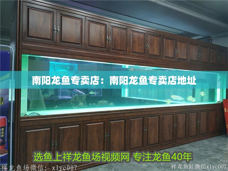 南陽龍魚專賣店：南陽龍魚專賣店地址