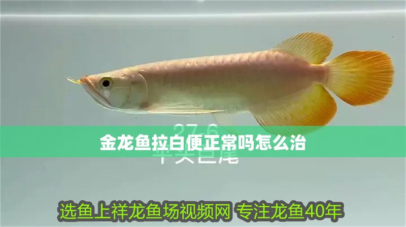 金龍魚拉白便正常嗎怎么治