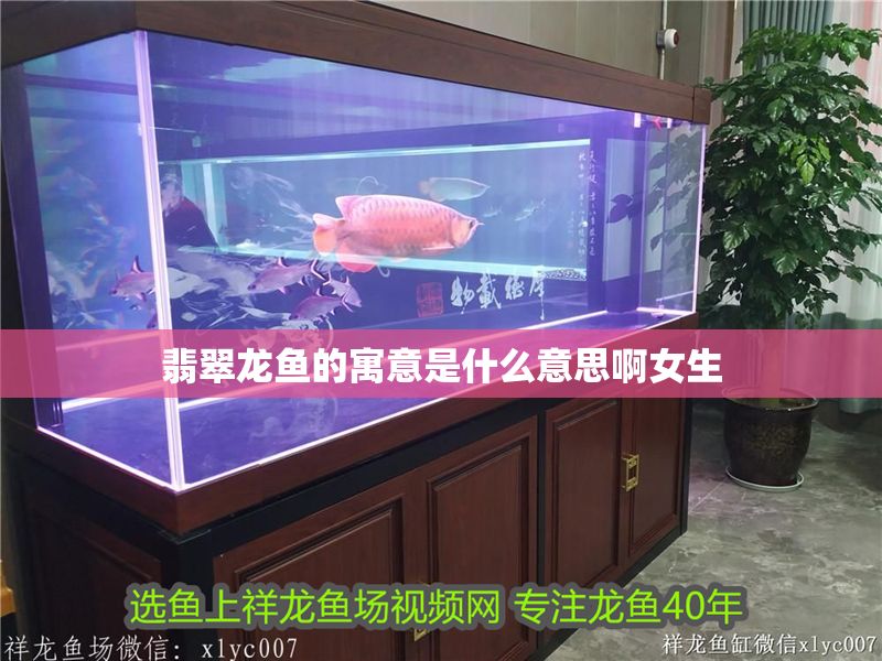 翡翠龍魚的寓意是什么意思啊女生 翡翠龍魚的寓意是什么意思啊女生 龍魚百科 第1張