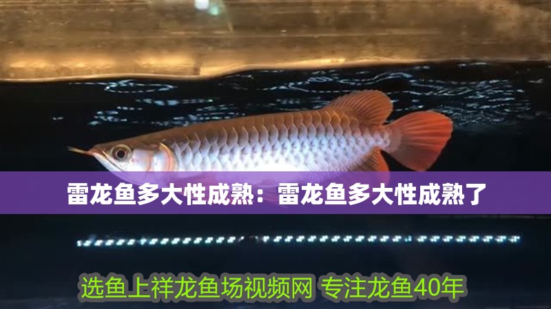 雷龍魚多大性成熟：雷龍魚多大性成熟了