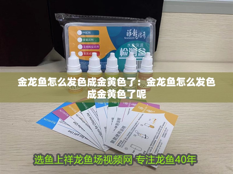 金龍魚怎么發(fā)色成金黃色了：金龍魚怎么發(fā)色成金黃色了呢