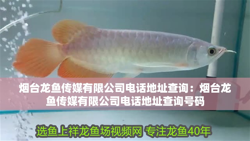 煙臺龍魚傳媒有限公司電話地址查詢：煙臺龍魚傳媒有限公司電話地址查詢號碼 煙臺龍魚傳媒有限公司電話地址查詢：煙臺龍魚傳媒有限公司電話地址查詢號碼 水族問答
