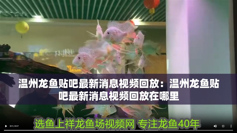 溫州龍魚貼吧最新消息視頻回放:溫州龍魚貼吧最新消息視頻回放在哪里 水族問答 溫州龍魚貼吧最新消息視頻回放:溫州龍魚貼吧最新消息視頻回放在哪里 溫州龍魚貼吧最新消息視頻回放:溫州龍魚貼吧最新消息視頻回放在哪里 水族問答