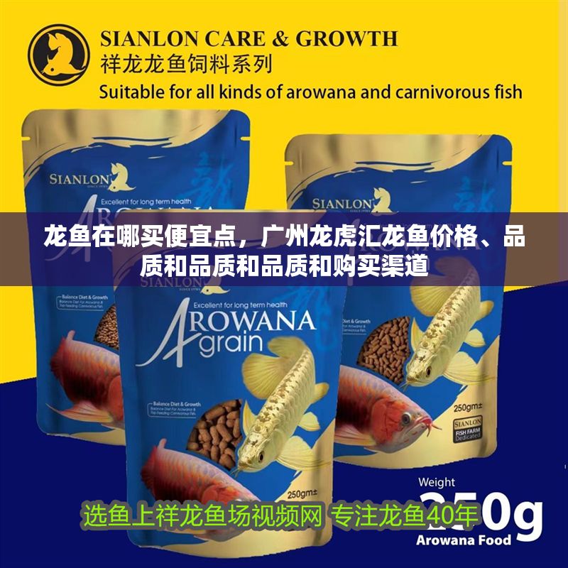 龍魚在哪買便宜點，廣州龍虎匯龍魚價格、品質和品質和品質和購買渠道