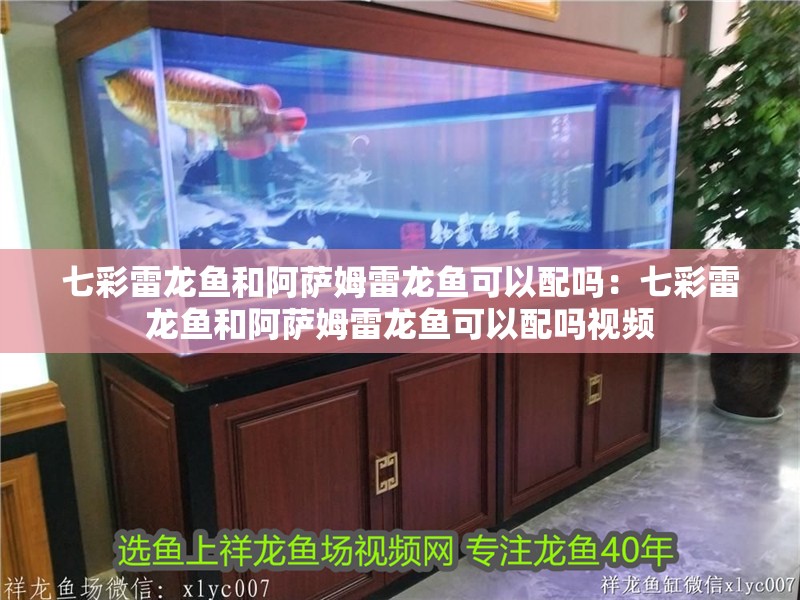 七彩雷龍魚和阿薩姆雷龍魚可以配嗎：七彩雷龍魚和阿薩姆雷龍魚可以配嗎視頻