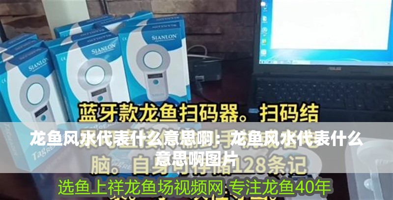 龍魚風水代表什么意思啊：龍魚風水代表什么意思啊圖片