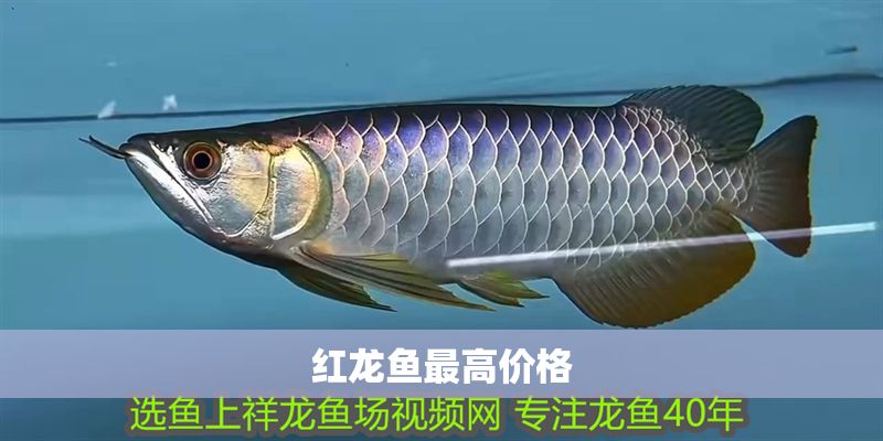 紅龍魚最高價(jià)格