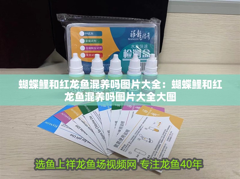 蝴蝶鯉和紅龍魚混養嗎圖片大全：蝴蝶鯉和紅龍魚混養嗎圖片大全大圖