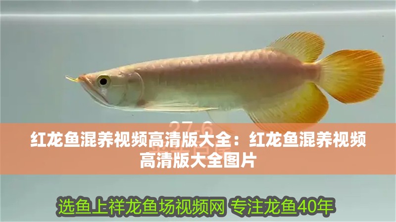 紅龍魚混養視頻高清版大全：紅龍魚混養視頻高清版大全圖片 紅龍魚混養視頻高清版大全：紅龍魚混養視頻高清版大全圖片 水族問答