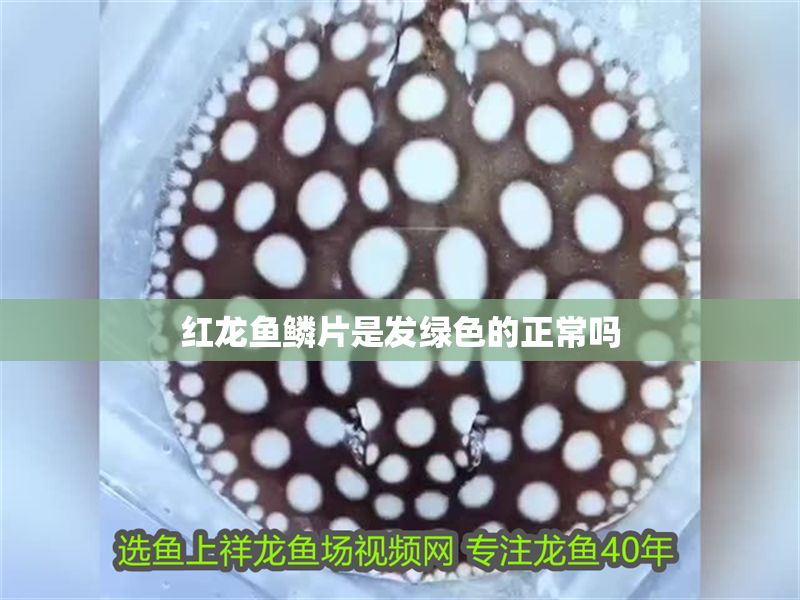 紅龍魚鱗片是發(fā)綠色的正常嗎