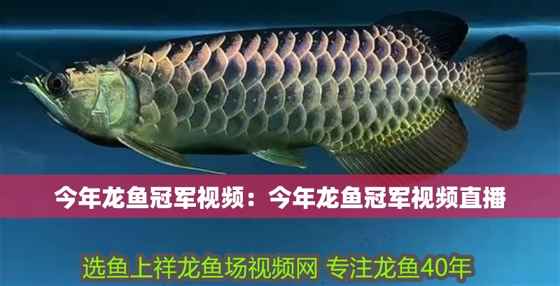 過背金龍魚的價格是多少：過背金龍魚價格概覽