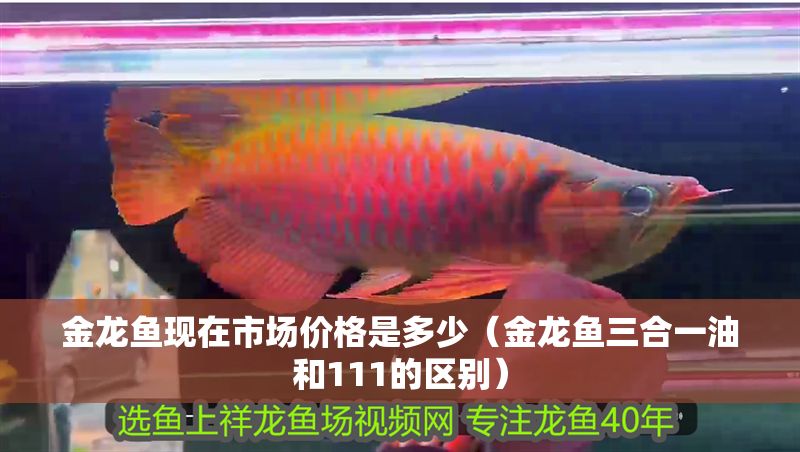 金龍魚現在市場價格是多少（金龍魚三合一油和111的區別） 金龍魚現在市場價格是多少（金龍魚三合一油和111的區別） 魚缸百科 第2張