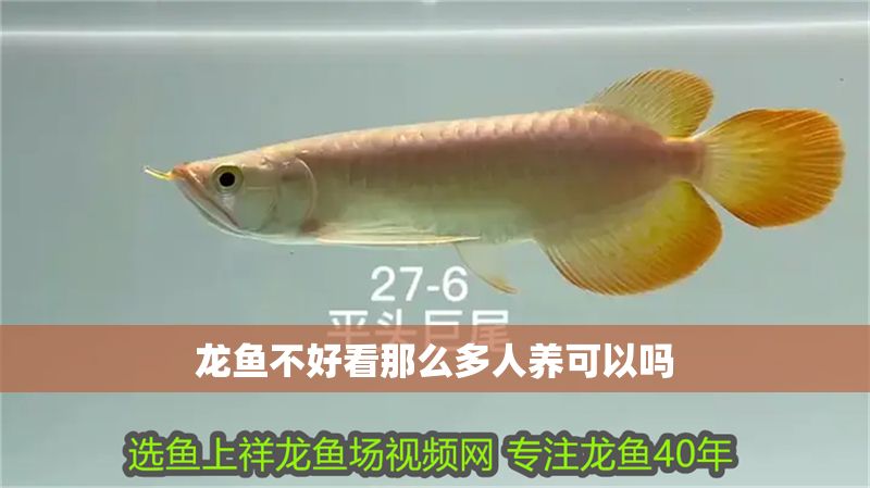 龍魚不好看那么多人養可以嗎