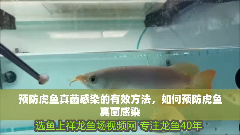 預防虎魚真菌感染的有效方法，如何預防虎魚真菌感染