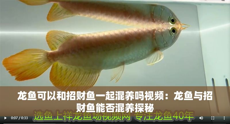 龍魚(yú)可以和招財(cái)魚(yú)一起混養(yǎng)嗎視頻：龍魚(yú)與招財(cái)魚(yú)能否混養(yǎng)探秘
