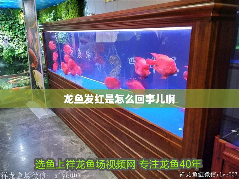 龍魚發(fā)紅是怎么回事兒啊