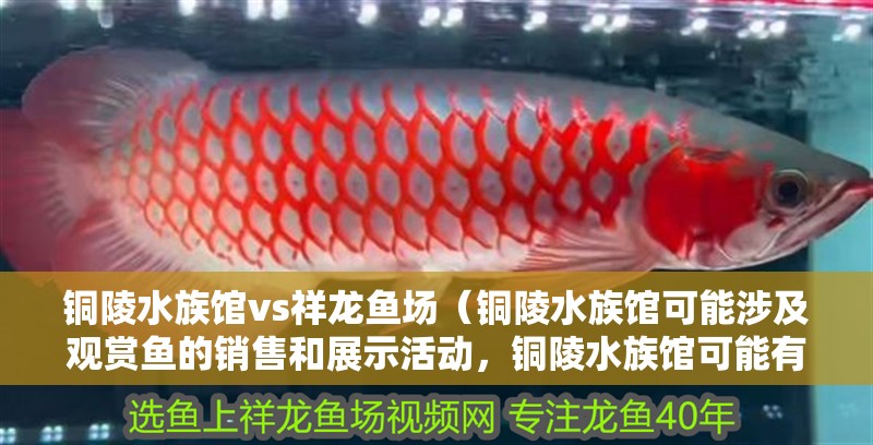 銅陵水族館vs祥龍魚場（銅陵水族館可能涉及觀賞魚的銷售和展示活動，銅陵水族館可能有白點）