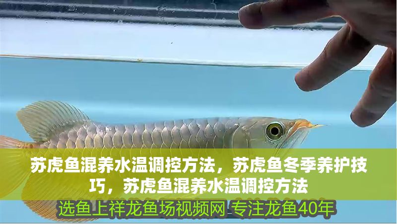 蘇虎魚混養水溫調控方法，蘇虎魚冬季養護技巧，蘇虎魚混養水溫調控方法 蘇虎魚混養水溫調控方法，蘇虎魚冬季養護技巧，蘇虎魚混養水溫調控方法 虎魚百科 第2張