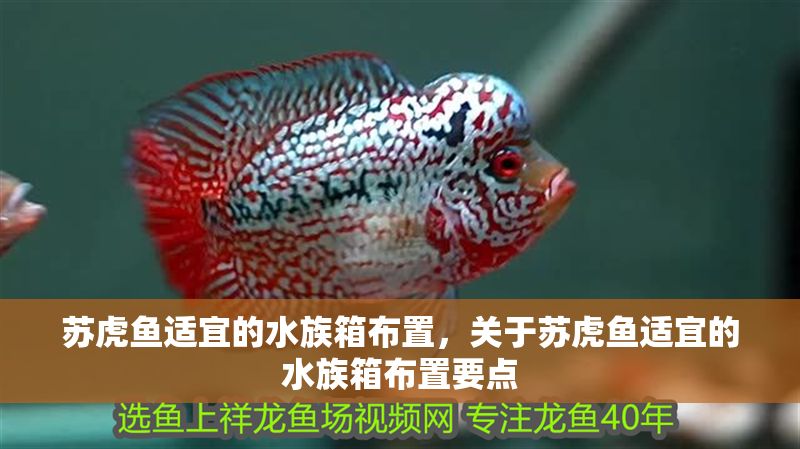 蘇虎魚適宜的水族箱布置，關(guān)于蘇虎魚適宜的水族箱布置要點(diǎn)