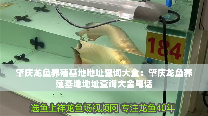 肇慶龍魚養(yǎng)殖基地地址查詢大全：肇慶龍魚養(yǎng)殖基地地址查詢大全電話
