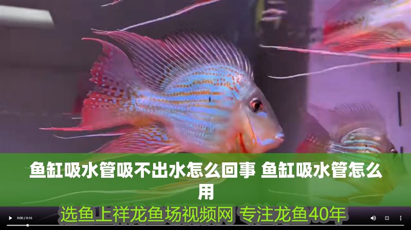 魚缸吸水管吸不出水怎么回事 魚缸吸水管怎么用 魚缸吸水管吸不出水怎么回事 魚缸吸水管怎么用 虎魚百科 第1張