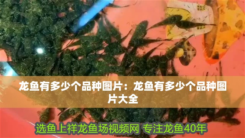 龍魚的生長環境
