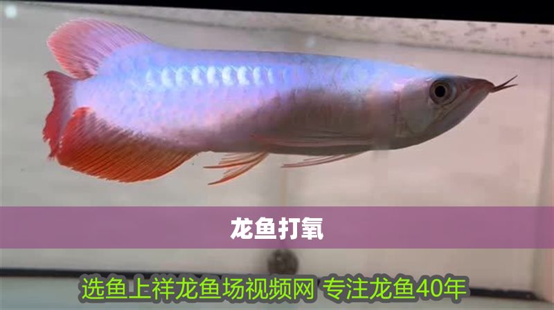 龍魚打氧