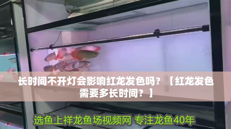 長時間不開燈會影響紅龍發(fā)色嗎？【紅龍發(fā)色需要多長時間？】