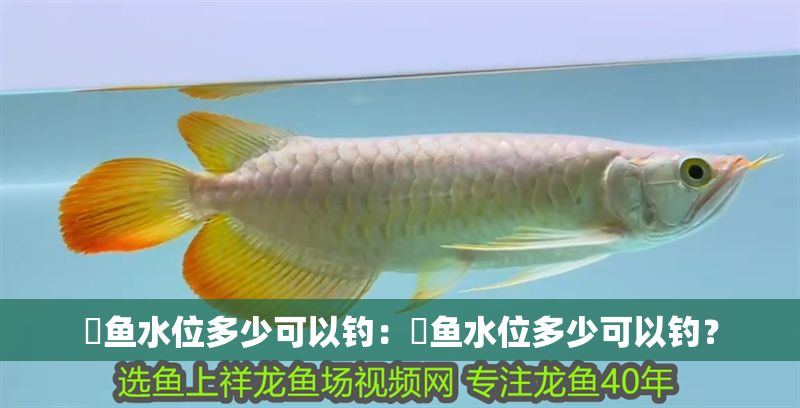 魟魚水位多少可以釣：魟魚水位多少可以釣？