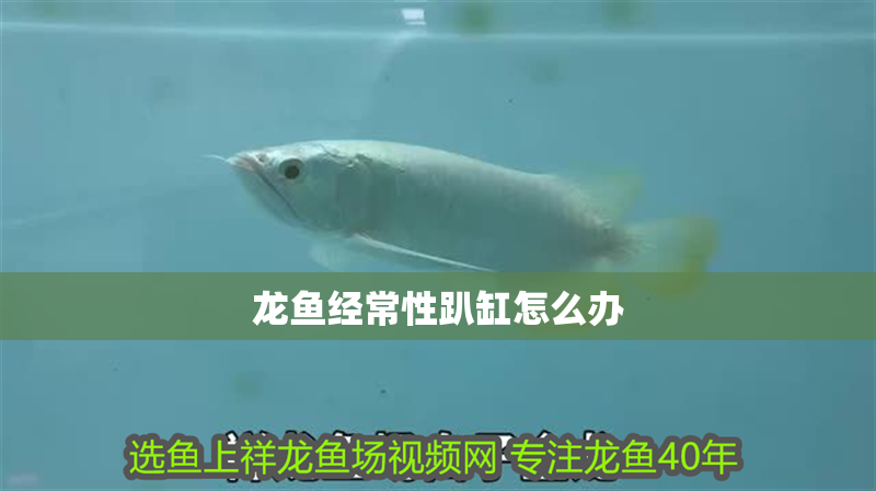 龍魚經常性趴缸怎么辦