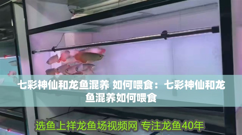 七彩神仙和龍魚混養 如何喂食：七彩神仙和龍魚混養如何喂食