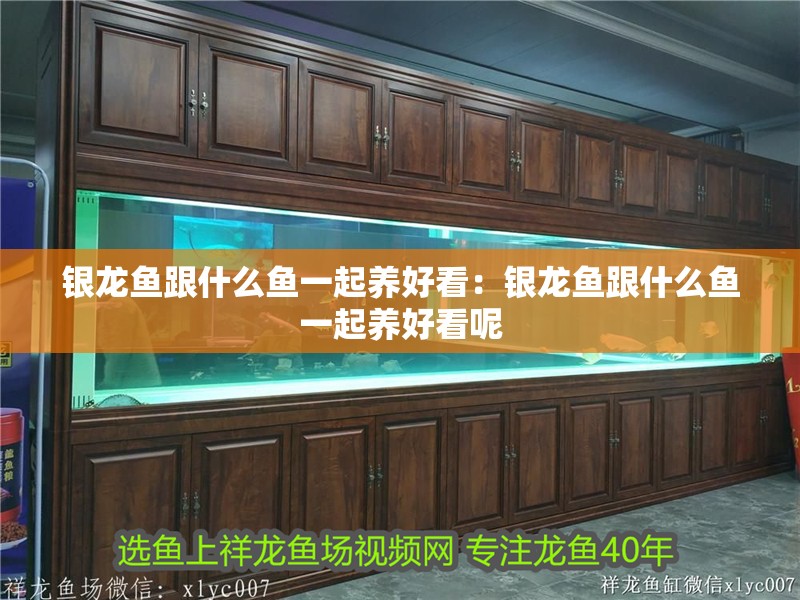銀龍魚跟什么魚一起養好看：銀龍魚跟什么魚一起養好看呢