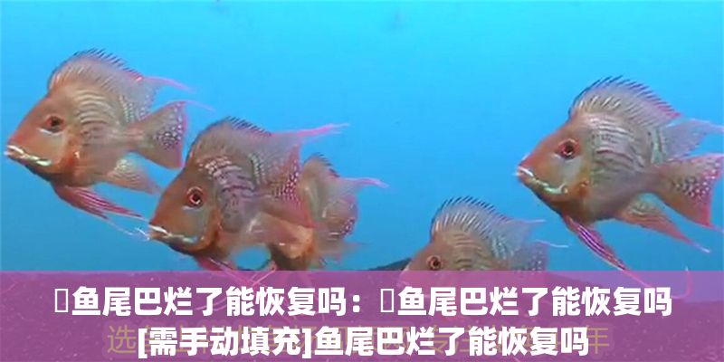 魟魚尾巴爛了能恢復嗎：魟魚尾巴爛了能恢復嗎[需手動填充]魚尾巴爛了能恢復嗎 魟魚尾巴爛了能恢復嗎：魟魚尾巴爛了能恢復嗎[需手動填充]魚尾巴爛了能恢復嗎 魟魚百科 第2張