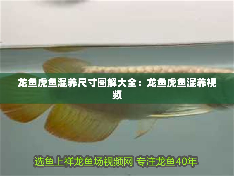 龍魚虎魚混養(yǎng)尺寸圖解大全：龍魚虎魚混養(yǎng)視頻