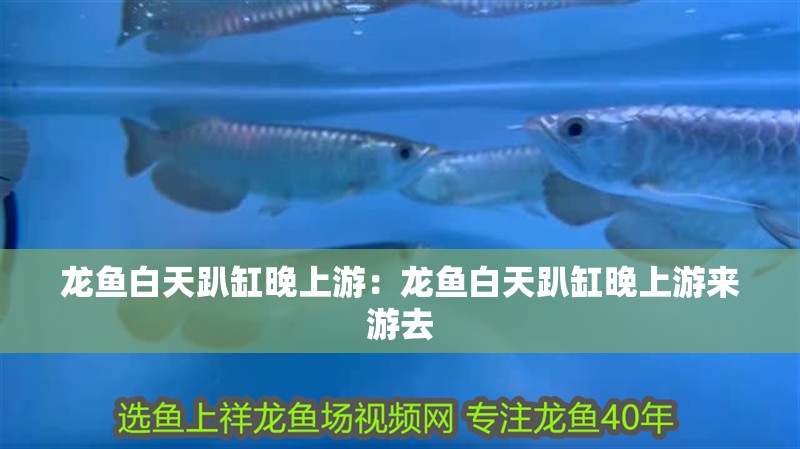 龍魚白天趴缸晚上游：龍魚白天趴缸晚上游來游去