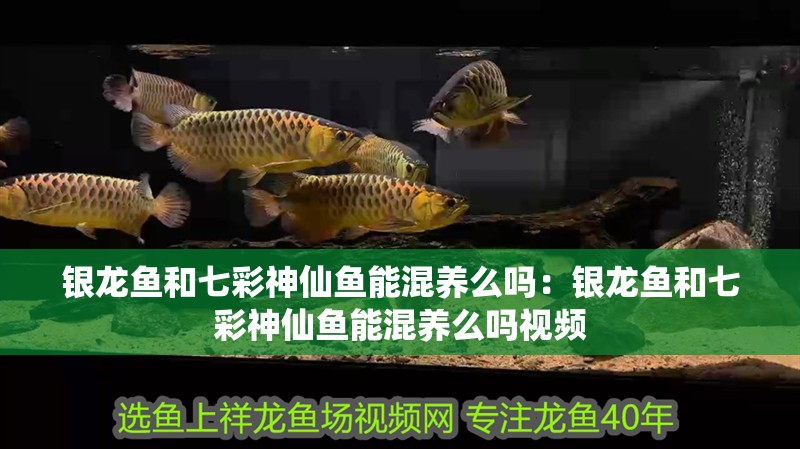 銀龍魚和七彩神仙魚能混養么嗎：銀龍魚和七彩神仙魚能混養么嗎視頻