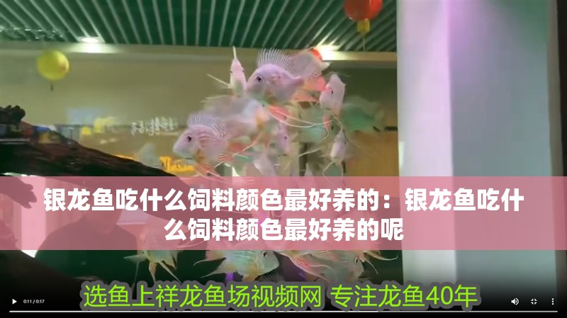 銀龍魚吃什么飼料顏色最好養的：銀龍魚吃什么飼料顏色最好養的呢