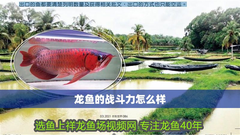 龍魚的戰(zhàn)斗力怎么樣 龍魚的戰(zhàn)斗力怎么樣 龍魚百科 第2張