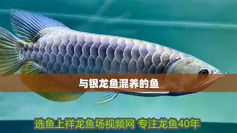 與銀龍魚混養(yǎng)的魚 與銀龍魚混養(yǎng)的魚 龍魚百科 第2張