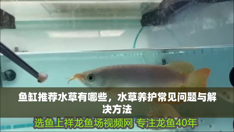 魚缸推薦水草有哪些，水草養護常見問題與解決方法