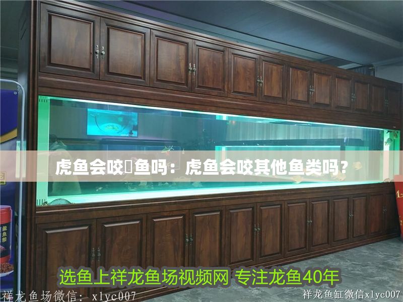 虎魚會咬魟魚嗎：虎魚會咬其他魚類嗎？