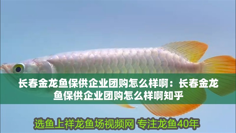 長春金龍魚保供企業團購怎么樣啊:長春金龍魚保供企業團購怎么樣啊知乎 水族問答 長春金龍魚保供企業團購怎么樣啊:長春金龍魚保供企業團購怎么樣啊知乎 長春金龍魚保供企業團購怎么樣啊:長春金龍魚保供企業團購怎么樣啊知乎 水族問答