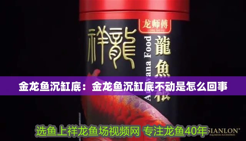 金龍魚沉缸底：金龍魚沉缸底不動是怎么回事