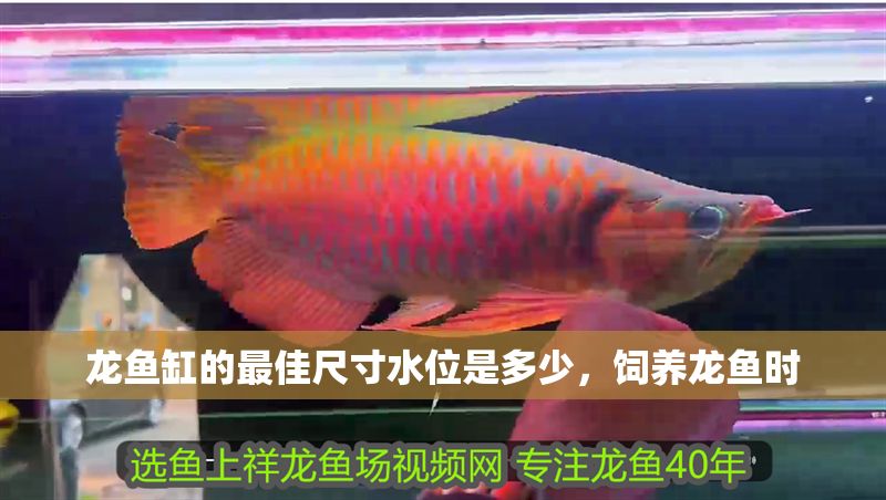 龍魚缸的最佳尺寸水位是多少，飼養龍魚時