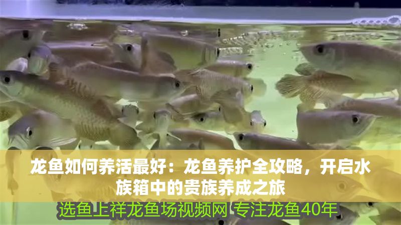 龍魚如何養活最好：龍魚養護全攻略，開啟水族箱中的貴族養成之旅